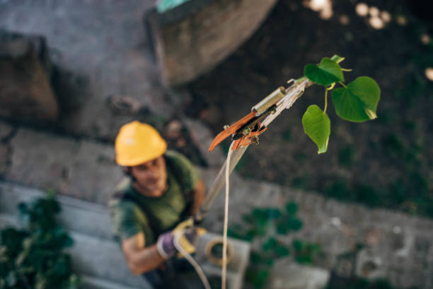 Best Tree Trimming and Pruning  in Leland, NC